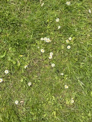 Bellis perennis