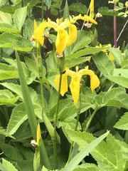 Iris pseudacorus