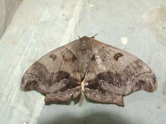 Arsenurinae