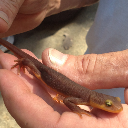 iNaturalist observation photo of California Newt