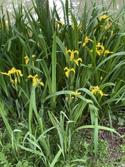 Iris pseudacorus