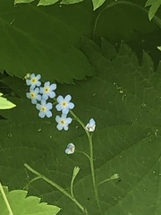 Myosotis scorpioides