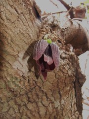 Sapranthus
