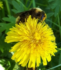 Bombus ashtoni