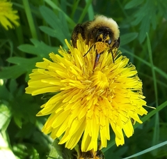 Bombus ashtoni