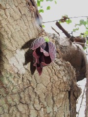 Sapranthus