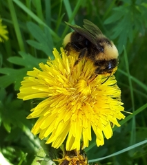 Bombus ashtoni