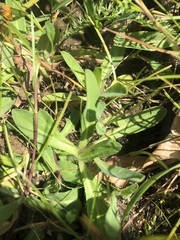 Pilosella lactucella