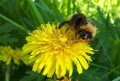Bombus ashtoni