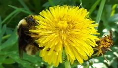 Bombus ashtoni