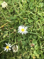 Bellis perennis