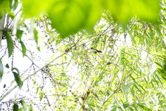 Lonchura leucogastroides