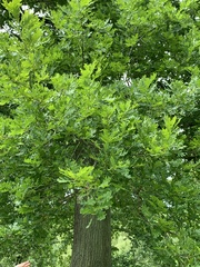 Quercus