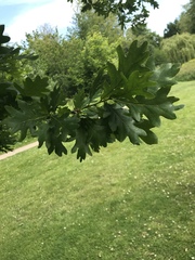 Quercus