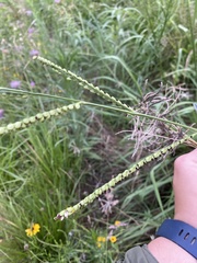 Paspalum floridanum