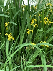 Iris pseudacorus