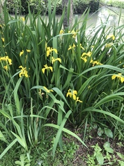 Iris pseudacorus