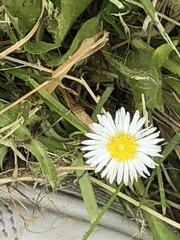 Bellis perennis