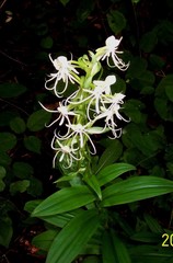 Habenaria quinqueseta