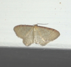 Idaea humiliata