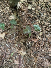 Hedera helix