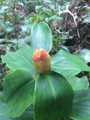 Costus scaber