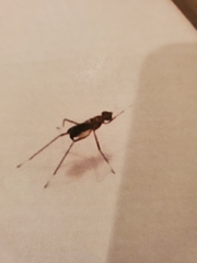 Rainieria antennaepes