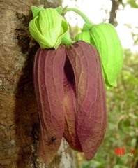 Sapranthus