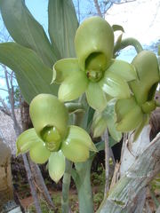 Catasetum maculatum