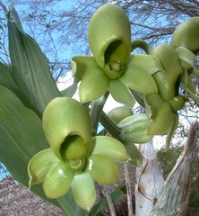 Catasetum maculatum