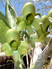 Catasetum maculatum