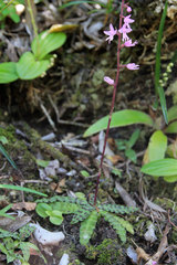 Stenoglottis fimbriata