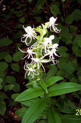 Habenaria quinqueseta