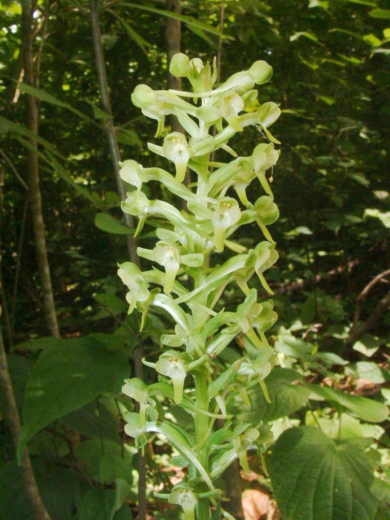 Habenaria eustachya
