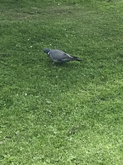 Columba palumbus