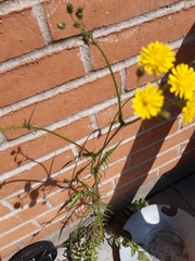 Crepis biennis