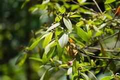 Magnoliopsida
