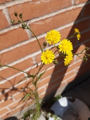 Crepis biennis