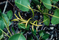 Aegialitis rotundifolia