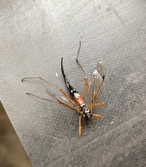 Tanyptera atrata