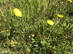 Pilosella lactucella