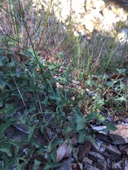 Erigeron serpentinus