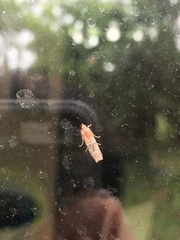 Moodna pallidostrinella