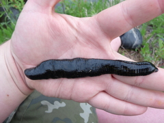 Haemopidae