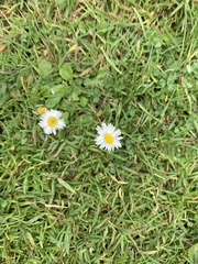 Bellis perennis