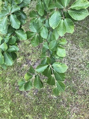 Fagus sylvatica