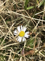Bellis perennis