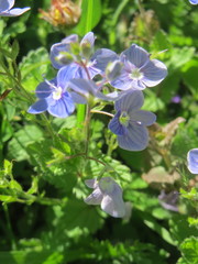 Veronica chamaedrys