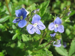 Veronica chamaedrys
