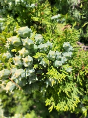 Cupressaceae